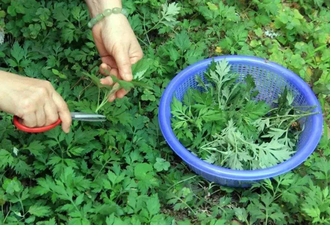 你知道广东野菜吗,又到了吃野菜的日子啦,走起