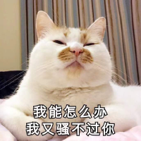 喵星人的世界