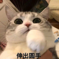 拆家猫猫头