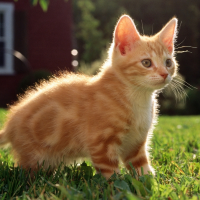 花落爱猫