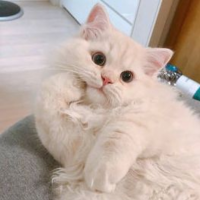绒绒猫爱美食