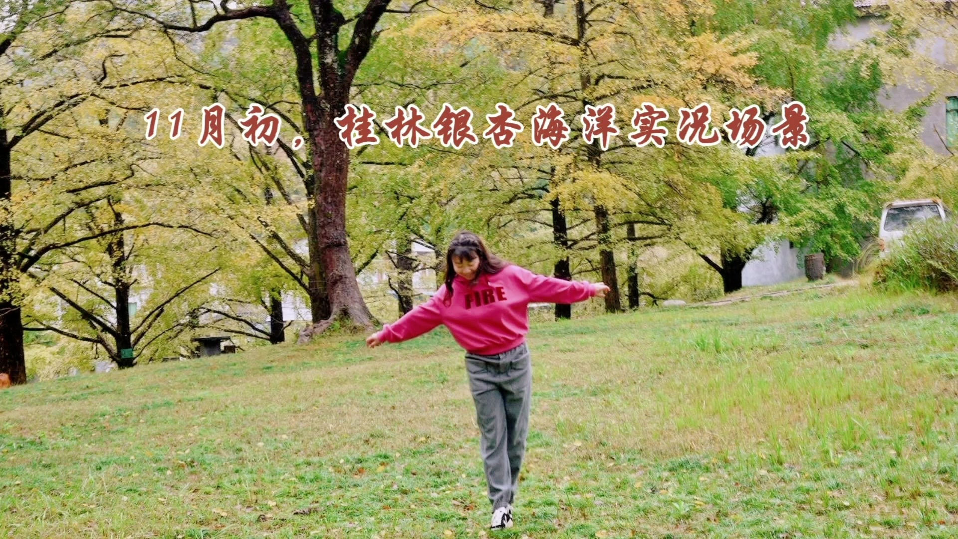 桂林银杏海洋--大桐木湾实况报告