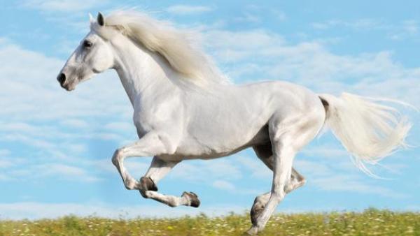 瞬間快樂 11月起事事亨通，3生肖贏得先機，闖出名堂，人緣爆棚，生意興旺