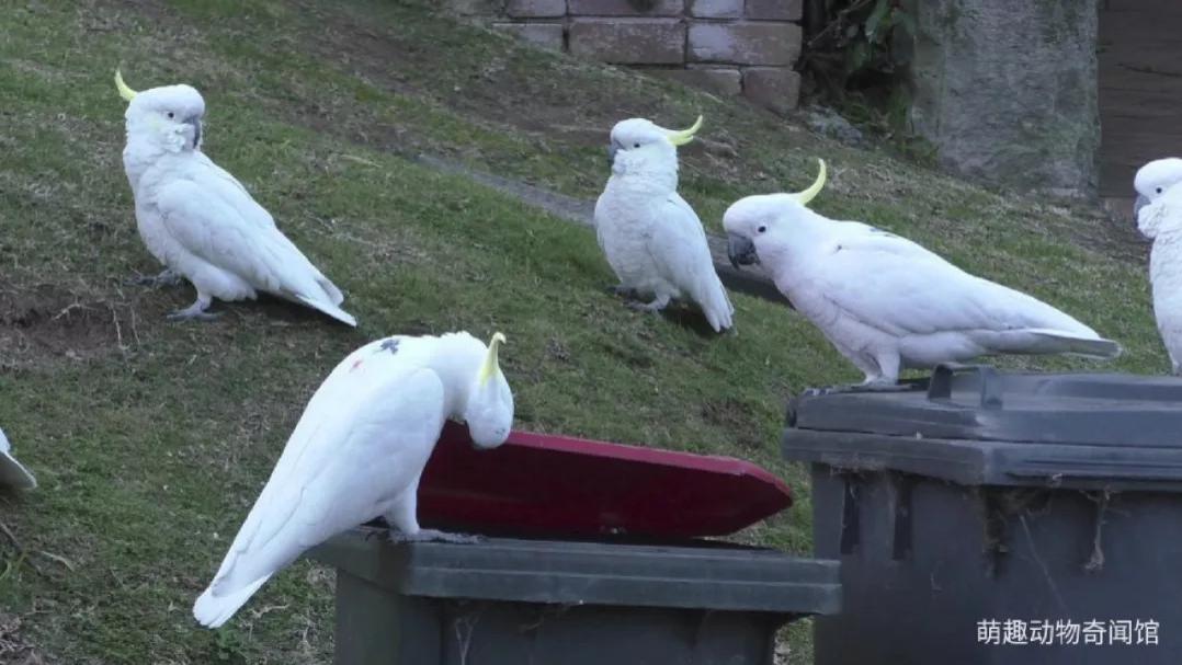鹦鹉 科学研究发现，鹦鹉会互相学习，传递知识，比如打开垃圾桶觅食