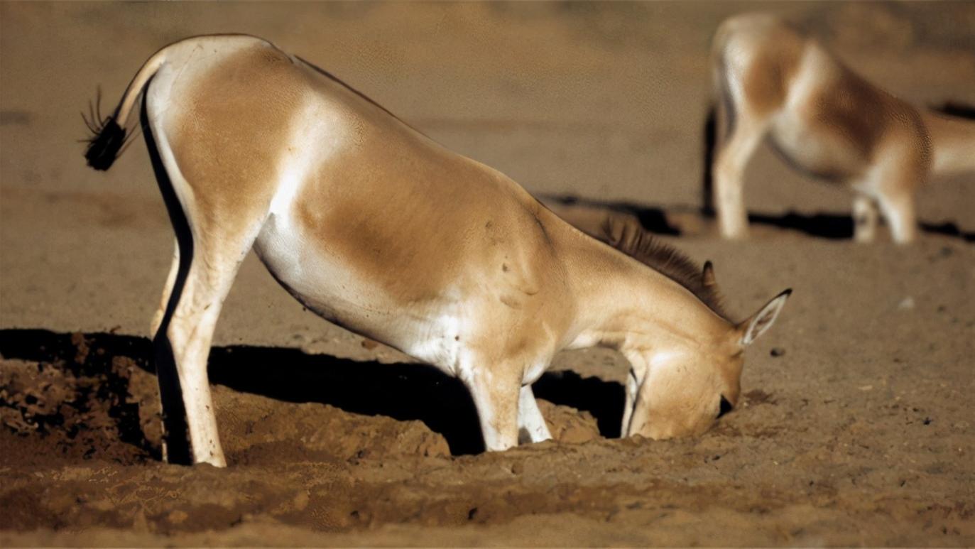 藏野驴 动物界的“土木工程师”，口渴了自己找水挖井，连天敌也跟着沾光