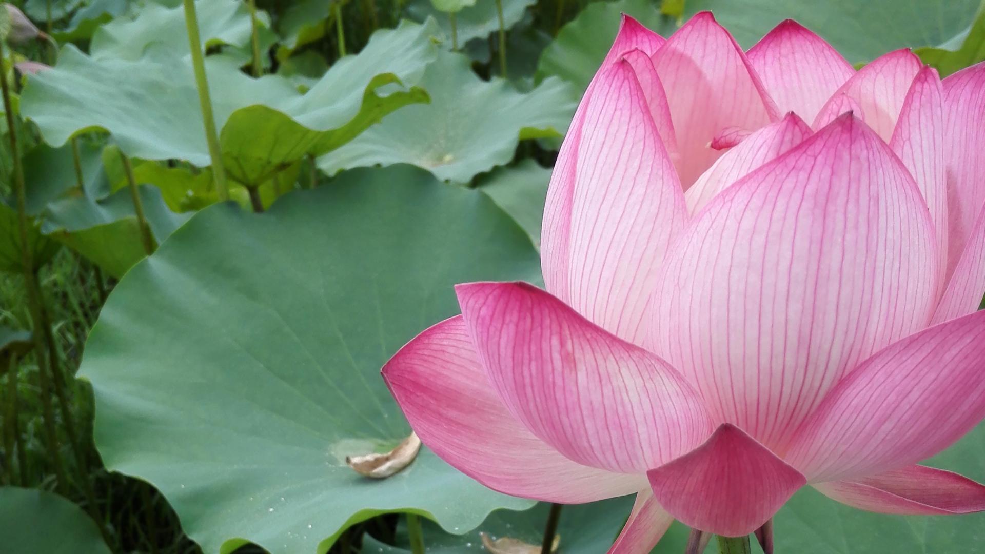 幸福向阳花|美丽总在不经意间