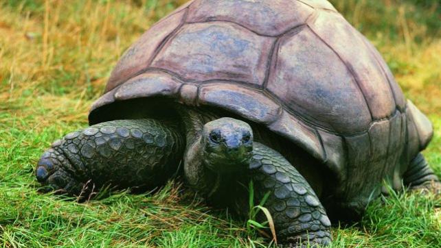 科学家 有壳动物那么多，为什么说乌龟的外壳最特殊，最折磨科学家？