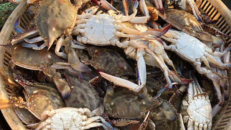 豇豆|买螃蟹时，懂行人只看这几点，不花冤枉钱，个个顶盖肥，很实用