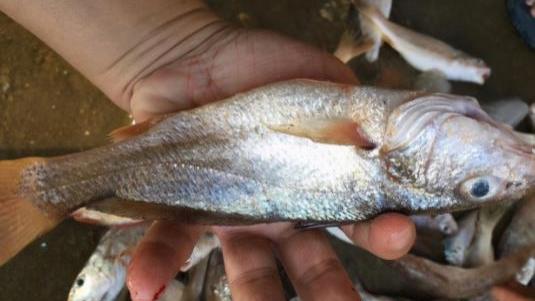 甲醛|市面上“最坑”的5种鱼，多数人经常买，鱼贩子：我从不给家人吃