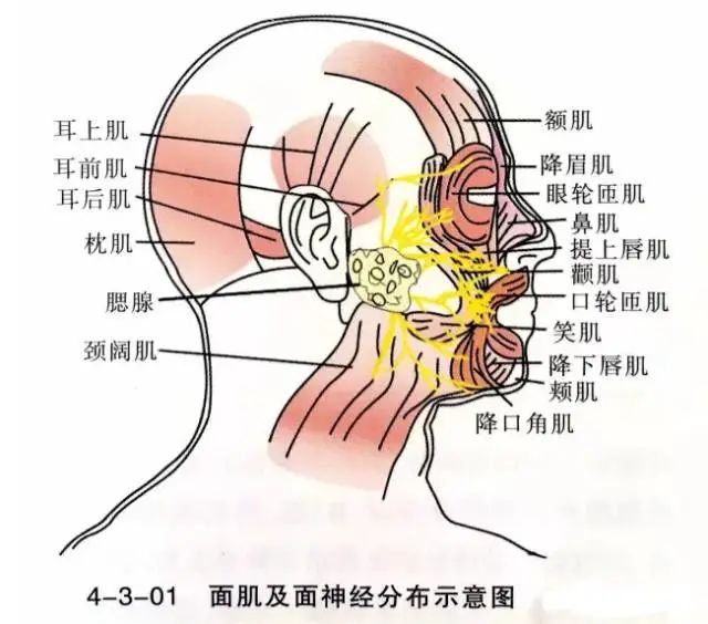 面肌痉挛与其他面部疾病如何区别?
