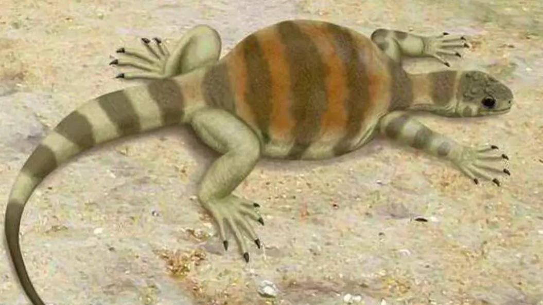 生物学家 为什么无法确定乌龟的祖先？它是不是进化而来的？原因可能是这样