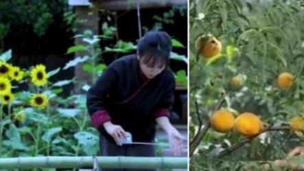 陈飞俊|李子柒的菜园到底有多大，为什么什么都有？