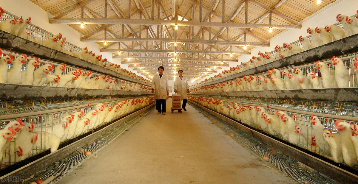 养殖户鸡场巡视要点