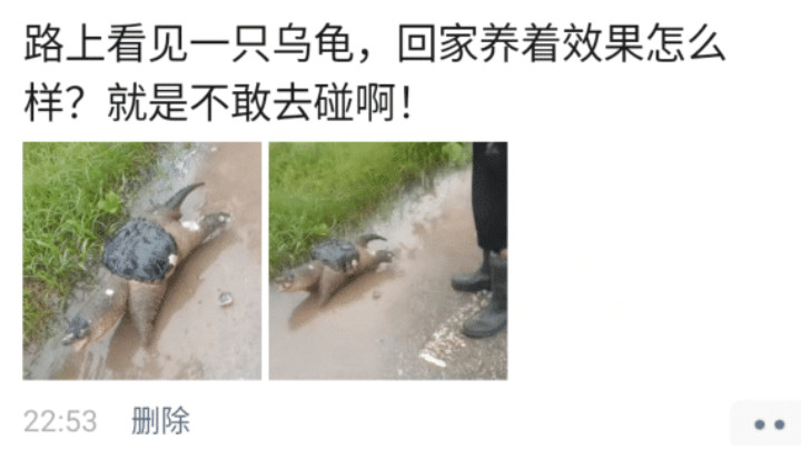 生酮饮食 “路上碰到一只小乌龟，拿回家养怎么样？”