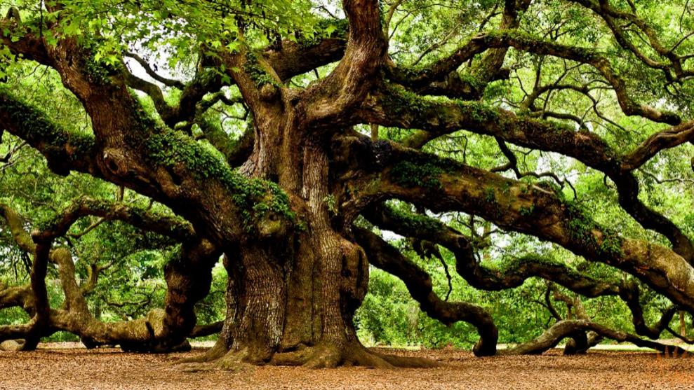 《酷说老子》伟大的自然界：橡树竟然会联合起来故意制造饥荒？