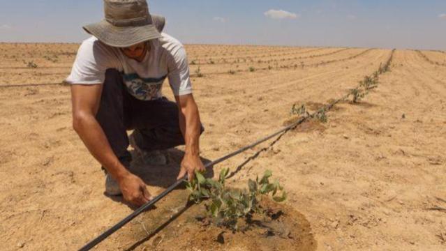 可养活地球3倍人口？在沙漠打造农业王国，以色列是如何做到的？