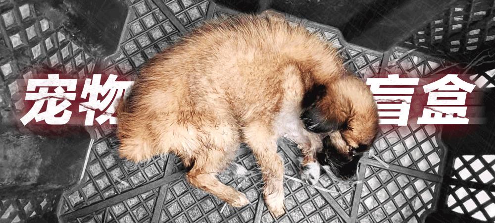 #上海中通网点被曝非法运输百余