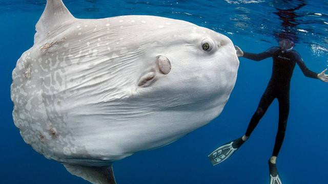 翻车鱼 世界上“最蠢的鱼”，被咬后也不逃跑的翻车鱼，为啥还没灭绝？