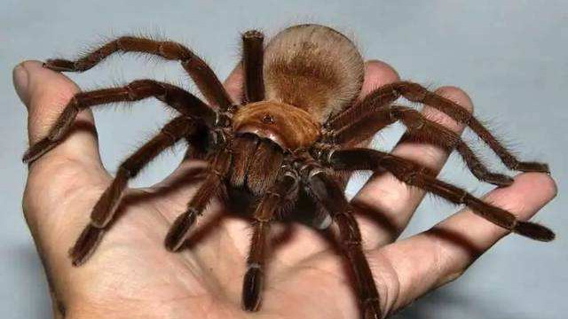 世界上最大的8只蜘蛛