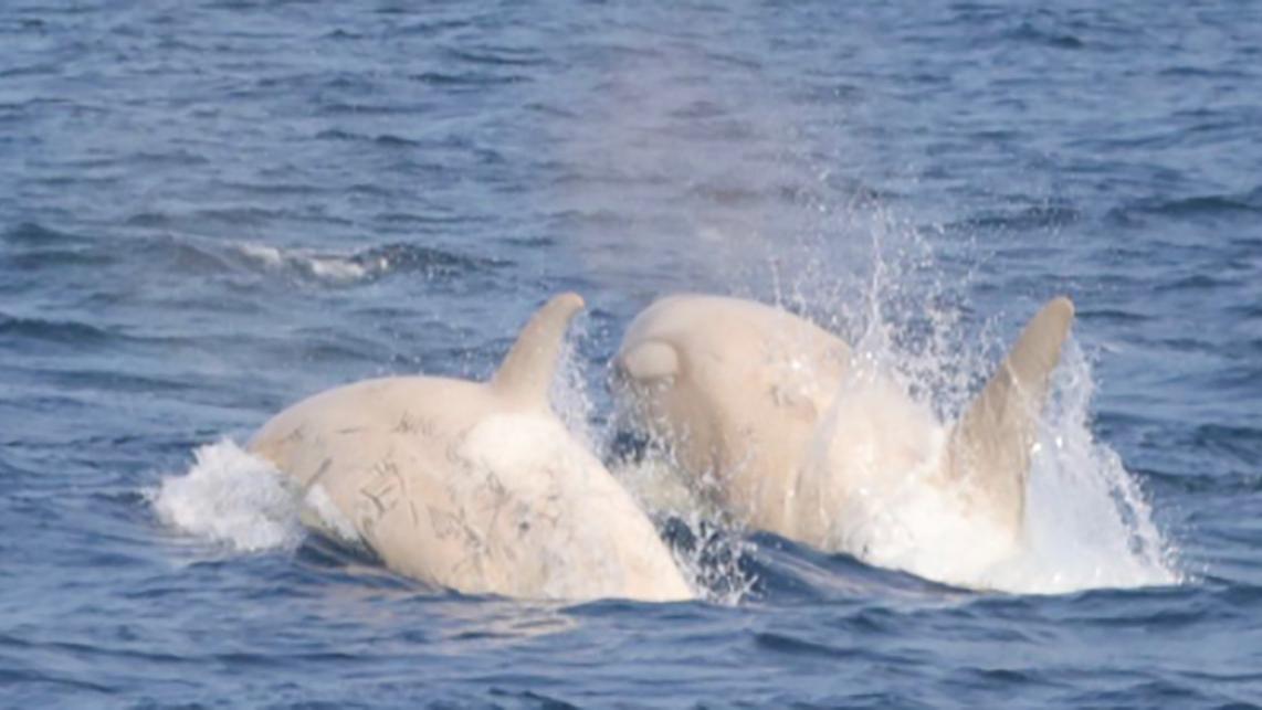 虎鲸 动物也会歧视肤色吗？日本发现白色虎鲸，浑身都是同类咬的伤口