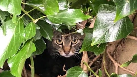 神奇！母猫在鸟巢里养育3只幼崽，公猫在树下守候不离不弃