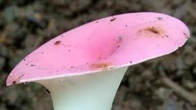 泡沫说情感|心理学：凭感觉选一朵蘑菇，测你未来会靠什么发家致富?