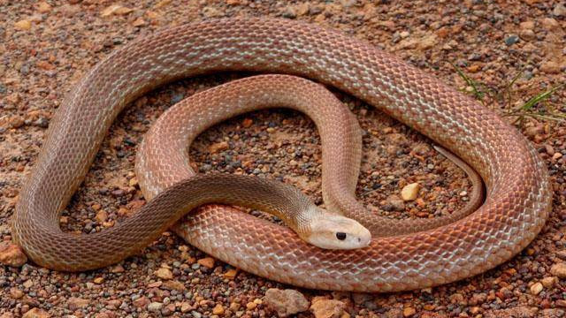 王锦蛇 世界第一毒蛇-细鳞太攀蛇，决斗无毒蛇王锦蛇，结局如何呢？