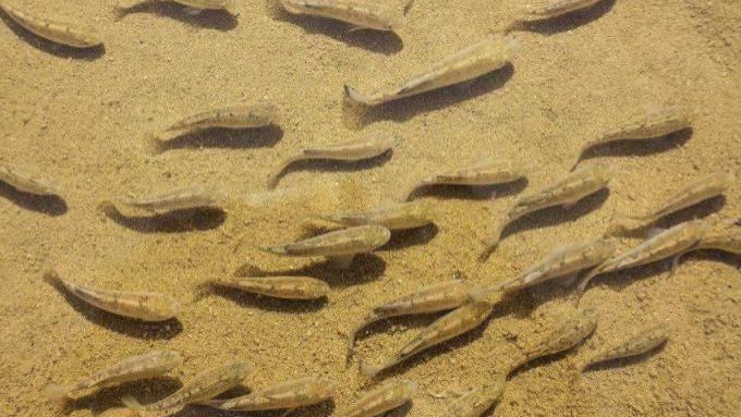 科学家 为数不多的“沙漠鱼”生存现状堪忧，为什么不将它们转移到水源和食