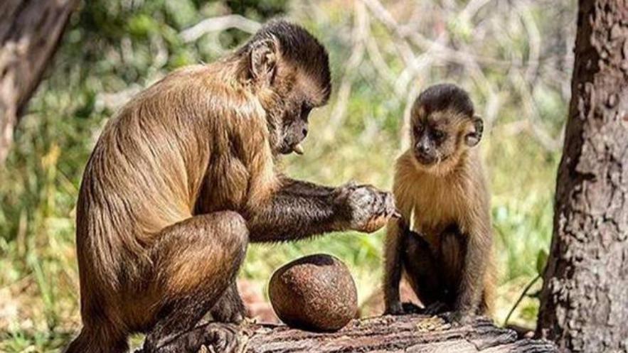 巴拿马猴类被观察到进入“石器时代”？有可能进化为人吗？