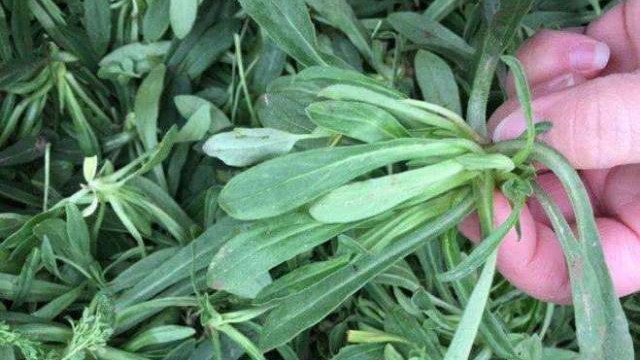 野菜|9种常见的野菜，比青菜还好吃，解腻又养人，看见别错过