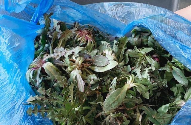 3月,宁可不吃肉也要吃这菜,维A是苹果10倍,用来包饺子太香了 3月,宁可不吃肉也要吃这菜,维A是苹果10倍,用来包饺子太香了