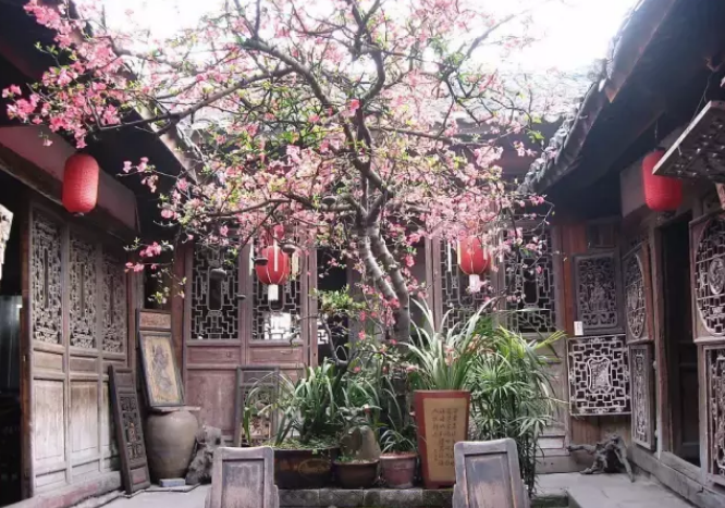 家庭盆景“极品”海棠树，这么一打理，高级大气，着花量大