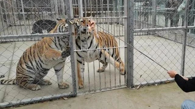 人类为何不能驯化老虎？动物被驯化的6个条件，老虎有3个不满足