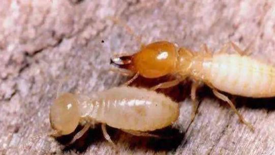 白蚁 白蚁是在朝着蚂蚁进化的蟑螂！它为什么要朝蚂蚁进化呢？