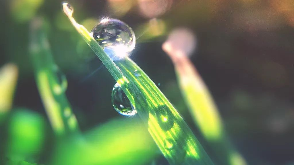 怎么把露珠拍得晶莹剔透又很饱满？详细的拍照教程在这里