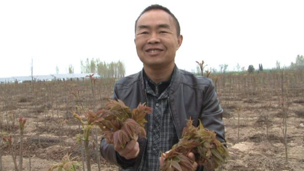 华视快讯 焦作市亮马村茁成农庄香椿嫩芽冒树梢，春游采摘活动即将开启