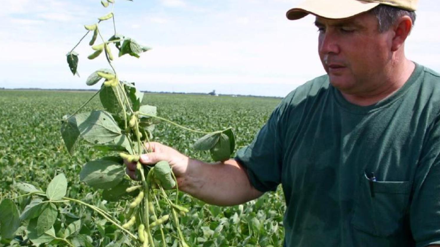 大豆起源于中国，如今80%靠进口，看看17年前的“粮食战争”