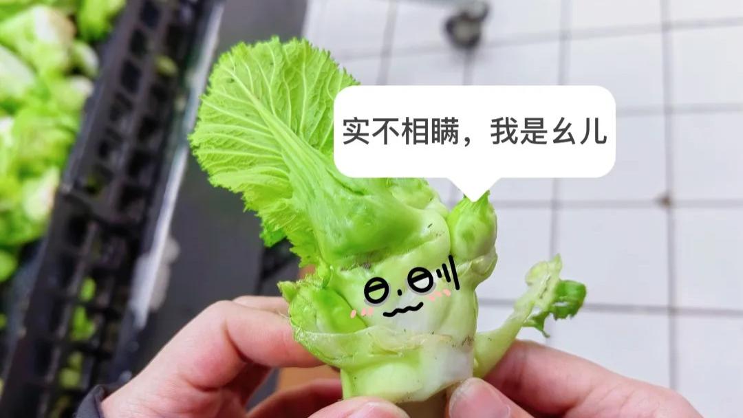 抱子芥|最佳孕娃奖——儿菜！重庆人爱的爱死，烦的烦死！