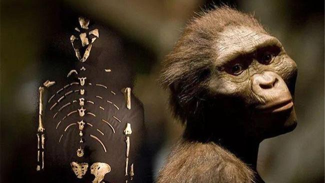 南方古猿 人类祖先并非没有天敌，远古时期曾出现一种猛兽，差点将它们吃灭
