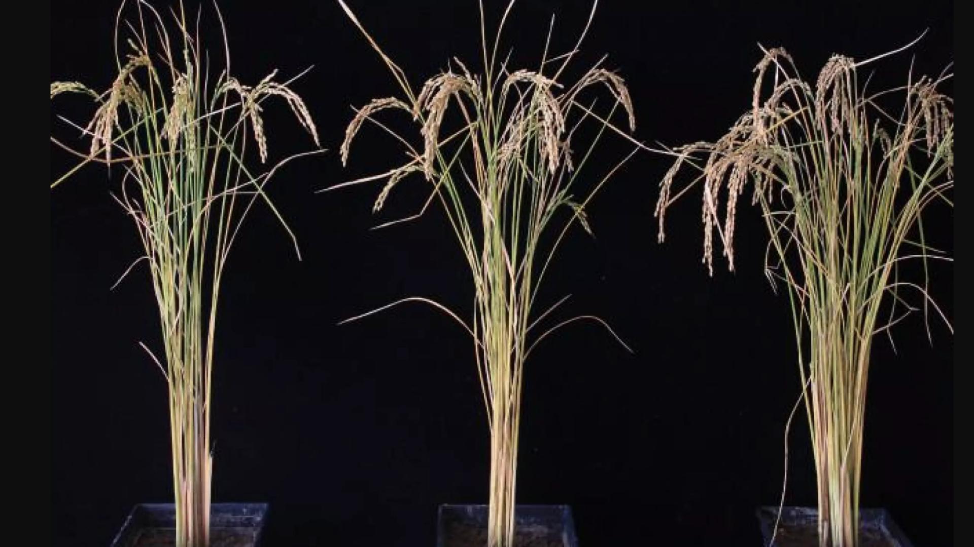 水稻 中国科学家创造出“超级农作物”，使土豆和水稻产量提高50%