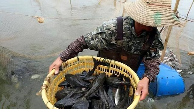 螃蟹|揭开清道夫的神秘面纱：晒干了不会复活，肉质紧致没有刺