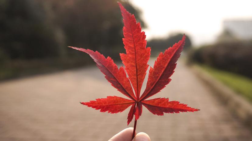 爱情飞歌|人生苦难重重，唯有自渡，方能解脱
