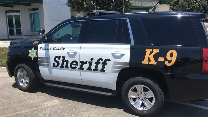 每五天就有人被警犬咬伤 美国警犬 偏爱 咬有色人种 萌宠资讯 早游戏