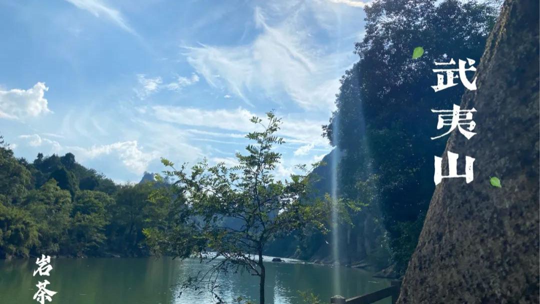 岩茶里，肉桂怎么区分好坏？听听老茶客的实话，都是踩坑后的血泪