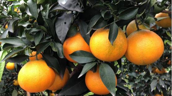 冬季多食“三黄”可以促进身体长高