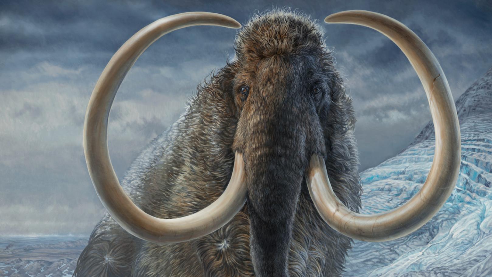 猛犸象 史无前例的研究：科学家重现了一头长毛猛犸象从生到死的生活史