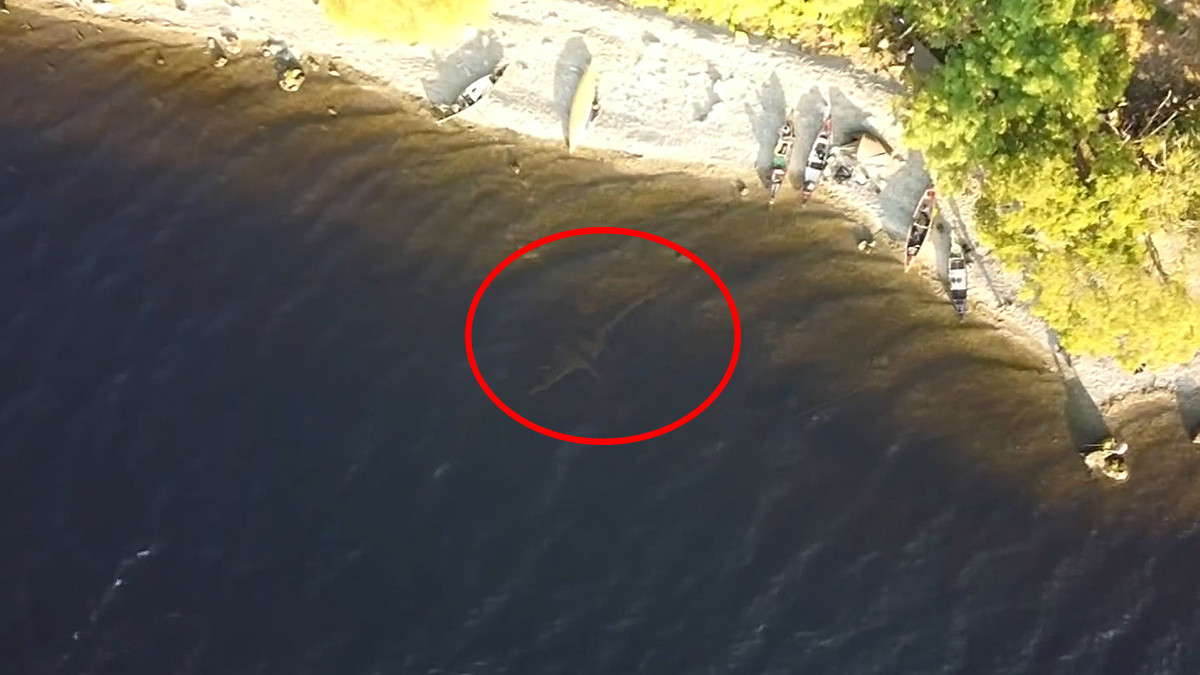 尼斯湖水怪 尼斯湖水怪再次现身，被4K无人机拍到！喀纳斯湖水怪也是真的吗？