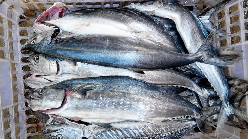 冰淇淋|什么海鱼便宜又好吃呢？老渔民推荐这5种，物美价廉，营养又美味