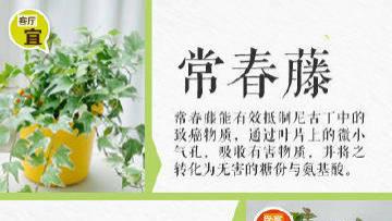 教你如何摆放室内绿植，涨知识了