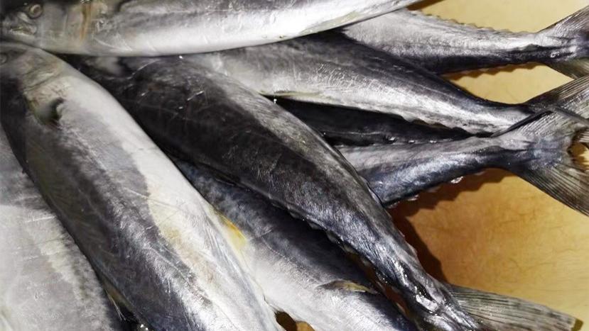 鲅鱼饺子|秋天，遇到这鱼别手软，比带鱼鲫鱼营养，贵也要舍得，包饺子特香